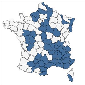 Répartition de Bifora radians M.Bieb. en France