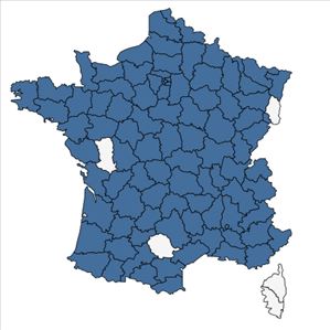 Répartition de Verbascum nigrum L. en France