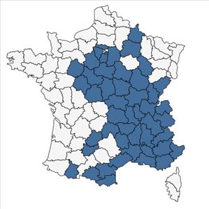 Répartition de Veronica austriaca L. en France