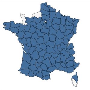 Répartition de Bromus arvensis L. en France