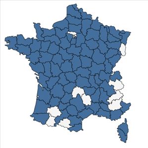 Répartition de Oenanthe fistulosa L. en France