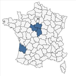 Répartition de Quercus ilicifolia Wangenh. en France