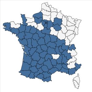 Répartition de Dysphania ambrosioides (L.) Mosyakin & Clemants en France