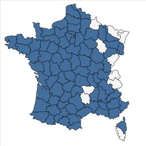 Répartition de Laphangium luteoalbum (L.) Tzvelev en France