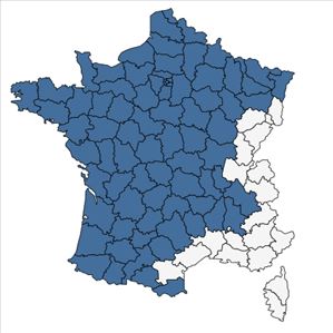 Répartition de Valerianella locusta f. carinata (Loisel.) Devesa, J.López & R.Gonzalo en France