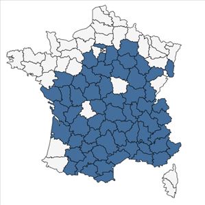 Répartition de Bombycilaena erecta (L.) Smoljan. en France