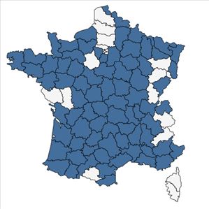 Répartition de Clinopodium nepeta subsp. ascendens (Jord.) B.Bock en France