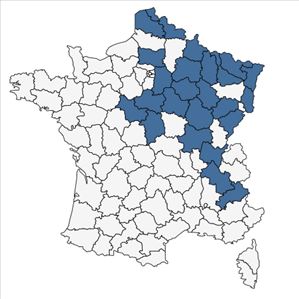 Répartition de Pilosella piloselloides subsp. bauhinii (Schult.) S.Bräut. & Greuter en France