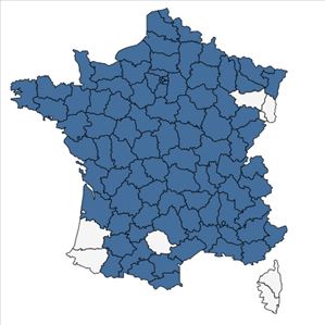 Répartition de Chenopodiastrum hybridum (L.) S.Fuentes, Uotila & Borsch en France