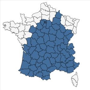 Répartition de Brachypodium rupestre (Host) Roem. & Schult. en France