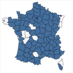Répartition de Antirrhinum majus L. en France