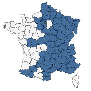 Répartition de Bunium bulbocastanum L. en France