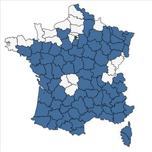 Répartition de Calepina irregularis (Asso) Thell. en France