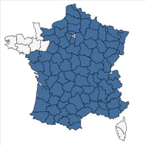 Répartition de Campanula glomerata L. en France