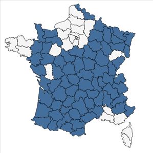 Répartition de Campanula patula L. en France