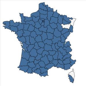 Répartition de Cardamine hirsuta L. en France