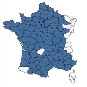 Répartition de Carduus tenuiflorus Curtis en France