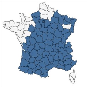 Répartition de Cerastium fontanum subsp. vulgare (Hartm.) Greuter & Burdet en France