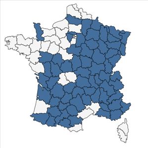 Répartition de Euphorbia flavicoma subsp. verrucosa (Fiori) Pignatti en France