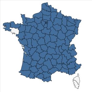 Répartition de Centaurea jacea L. en France