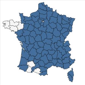 Répartition de Cerastium brachypetalum Desp. ex Pers. en France