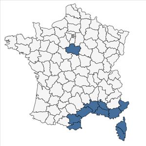 Répartition de Gladiolus dubius Guss. en France