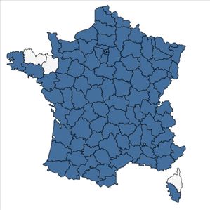 Répartition de Cerastium pumilum Curtis en France