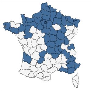 Répartition de Chenopodium ficifolium Sm. en France