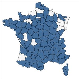 Répartition de Chenopodium vulvaria L. en France
