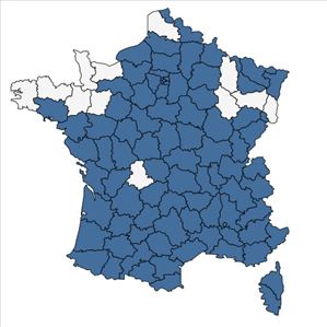 Répartition de Chondrilla juncea L. en France