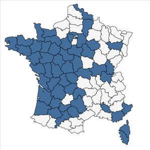 Répartition de Cicendia filiformis (L.) Delarbre en France