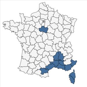 Répartition de Imperata cylindrica (L.) Räusch. en France