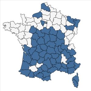 Répartition de Coincya monensis subsp. cheiranthos (Vill.) Aedo, Leadlay & Muñoz Garm. en France