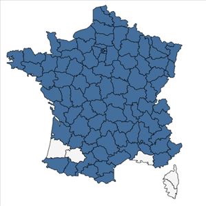 Répartition de Aethusa cynapium L. en France