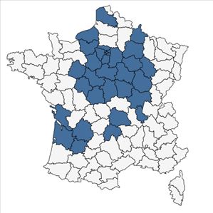 Répartition de Brachypodium rupestre (Host) Roem. & Schult. subsp. rupestre en France