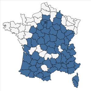 Répartition de Myosotis ramosissima Rochel subsp. ramosissima en France