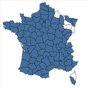 Répartition de Crepis vesicaria L. en France