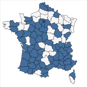 Répartition de Platanus x hispanica Mill. ex Münchh. en France