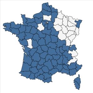 Répartition de Cyperus eragrostis Lam. en France