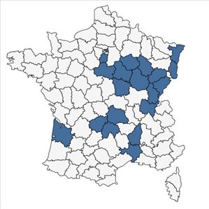 Répartition de Rubus bifrons Vest ex Tratt. en France