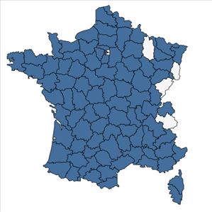 Répartition de Aira caryophyllea L. en France