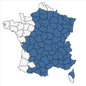 Répartition de Digitalis lutea L. en France