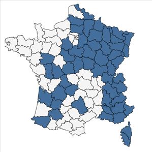 Répartition de Scrophularia oblongifolia Loisel. en France