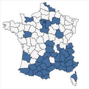 Répartition de Sisymbrium irio L. en France