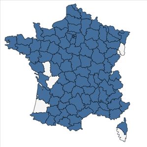 Répartition de Tanacetum parthenium (L.) Sch.Bip. en France