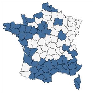 Répartition de Tragopogon porrifolius L. en France