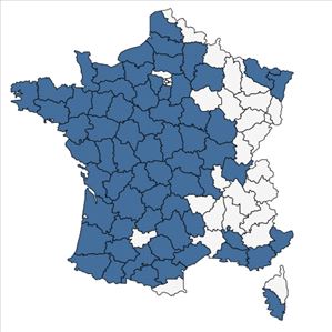 Répartition de Eleocharis multicaulis (Sm.) Desv. en France