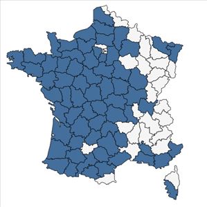 Répartition de Eleocharis multicaulis (Sm.) Desv. en France
