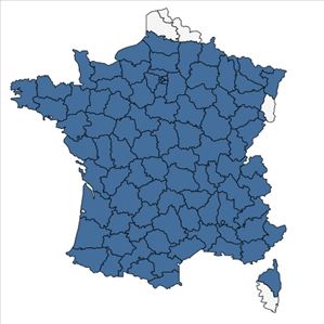 Répartition de Epilobium tetragonum L. en France