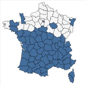 Répartition de Equisetum ramosissimum Desf. en France